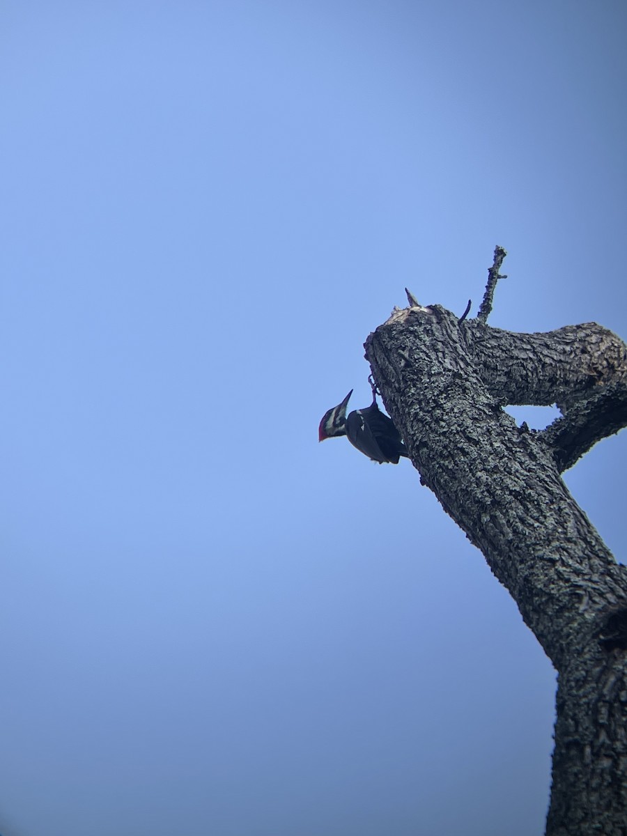 Pileated Woodpecker - ML492123681