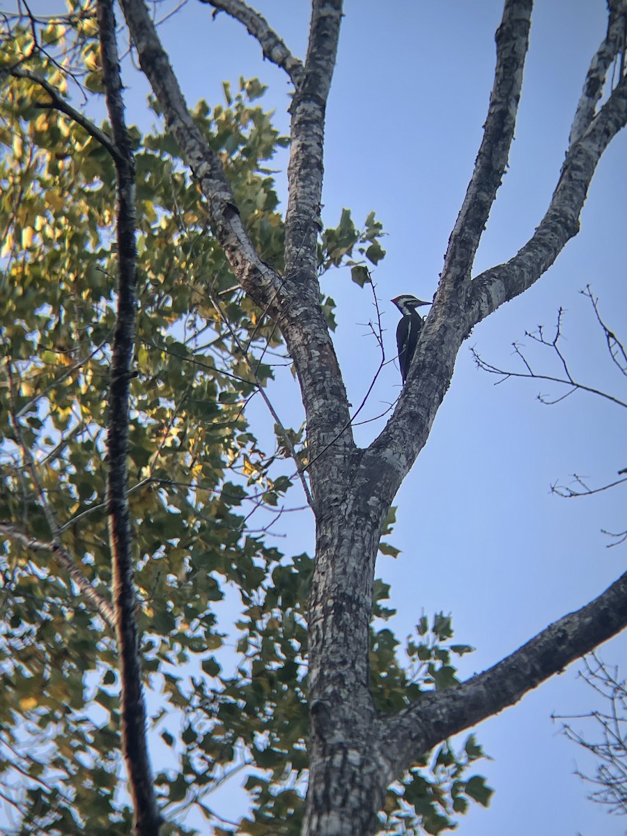 Pileated Woodpecker - ML492123691