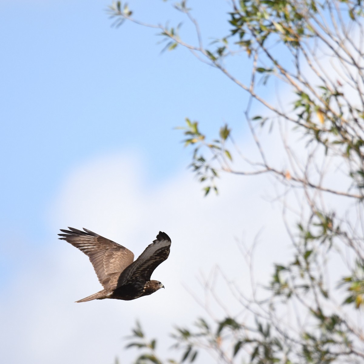 Common Buzzard - ML492124701