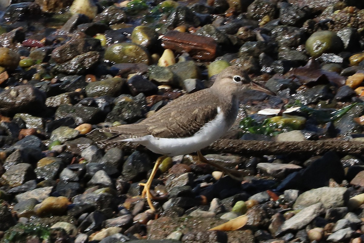 Spotted Sandpiper - ML492124861