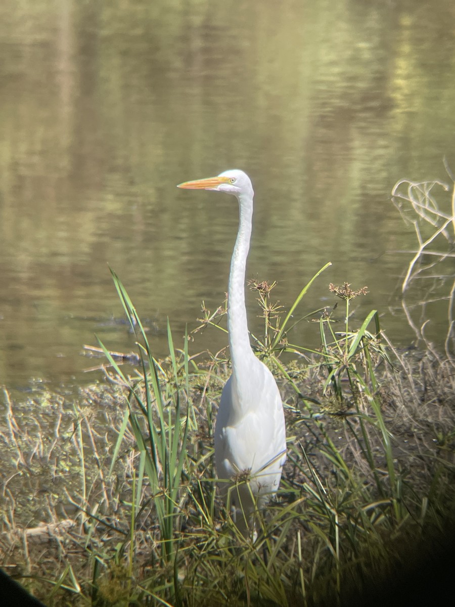 Great Egret - ML492125121
