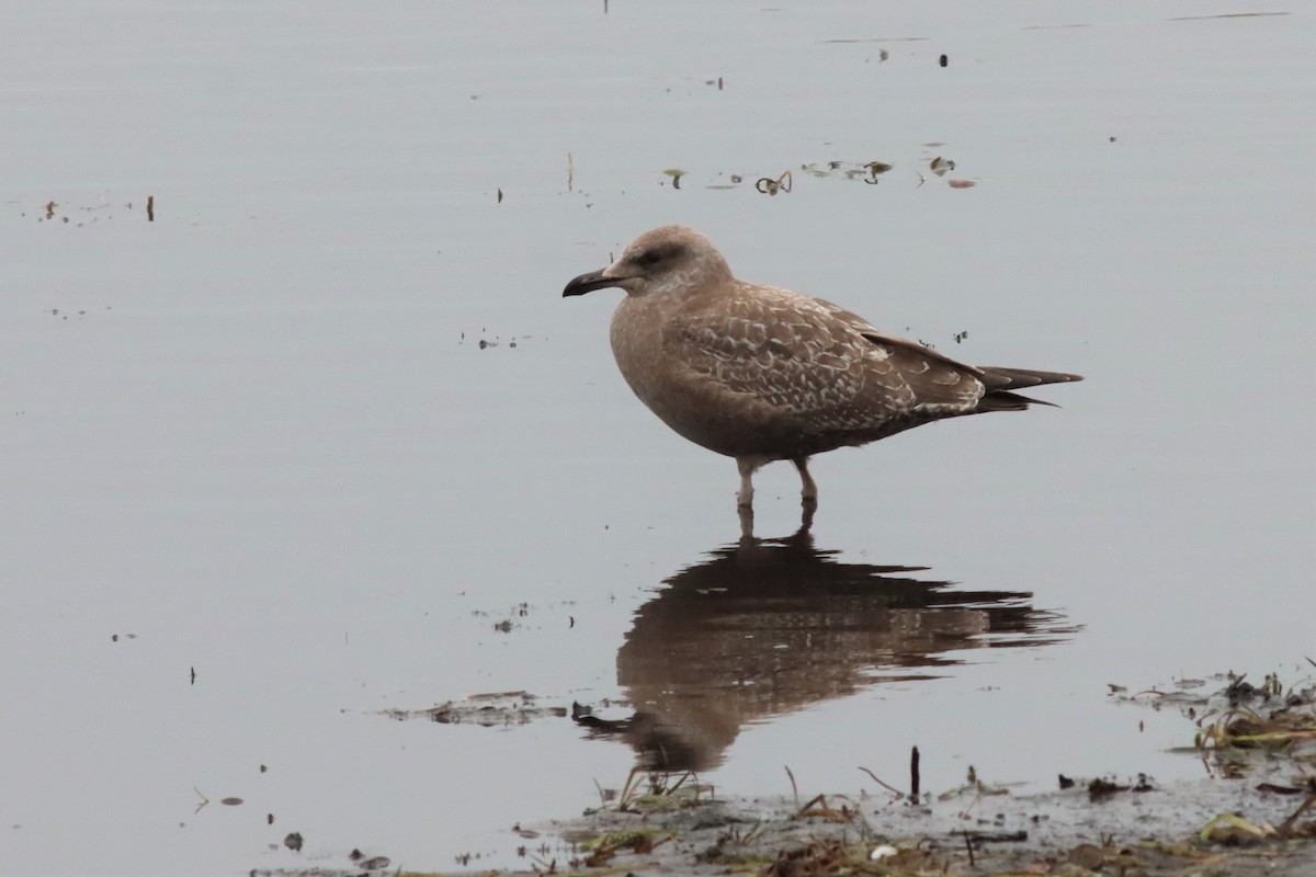 Herring Gull - Margaret Viens