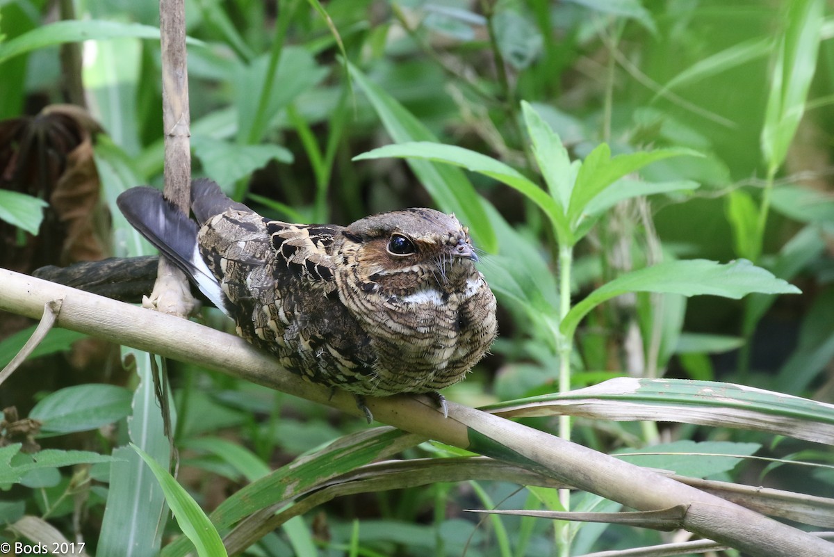 Common Pauraque - Greg Bodker