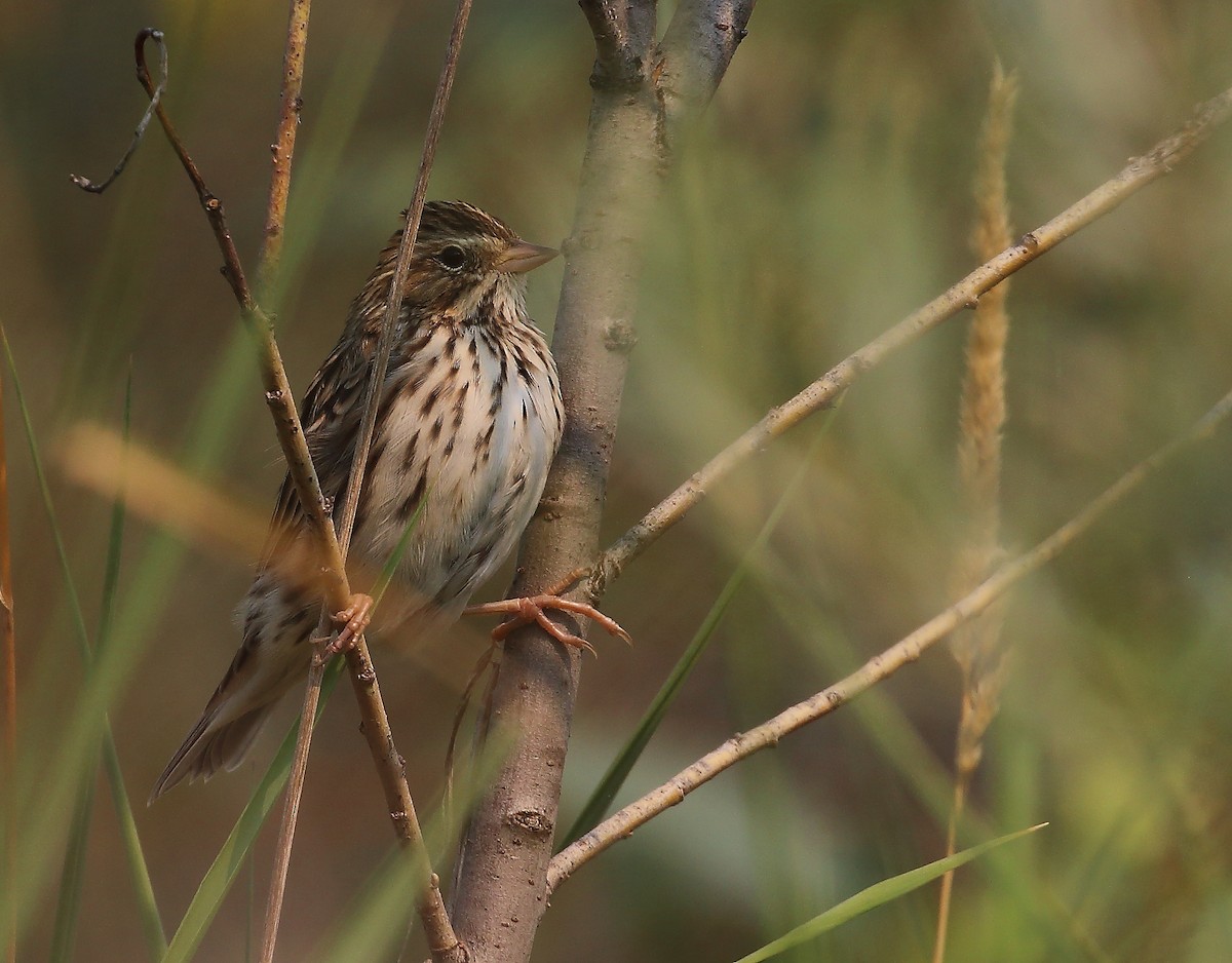 Savannah Sparrow - ML492127251