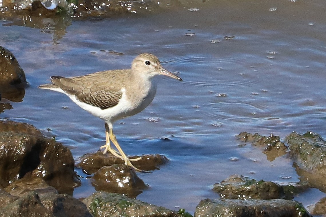 Spotted Sandpiper - ML492127461