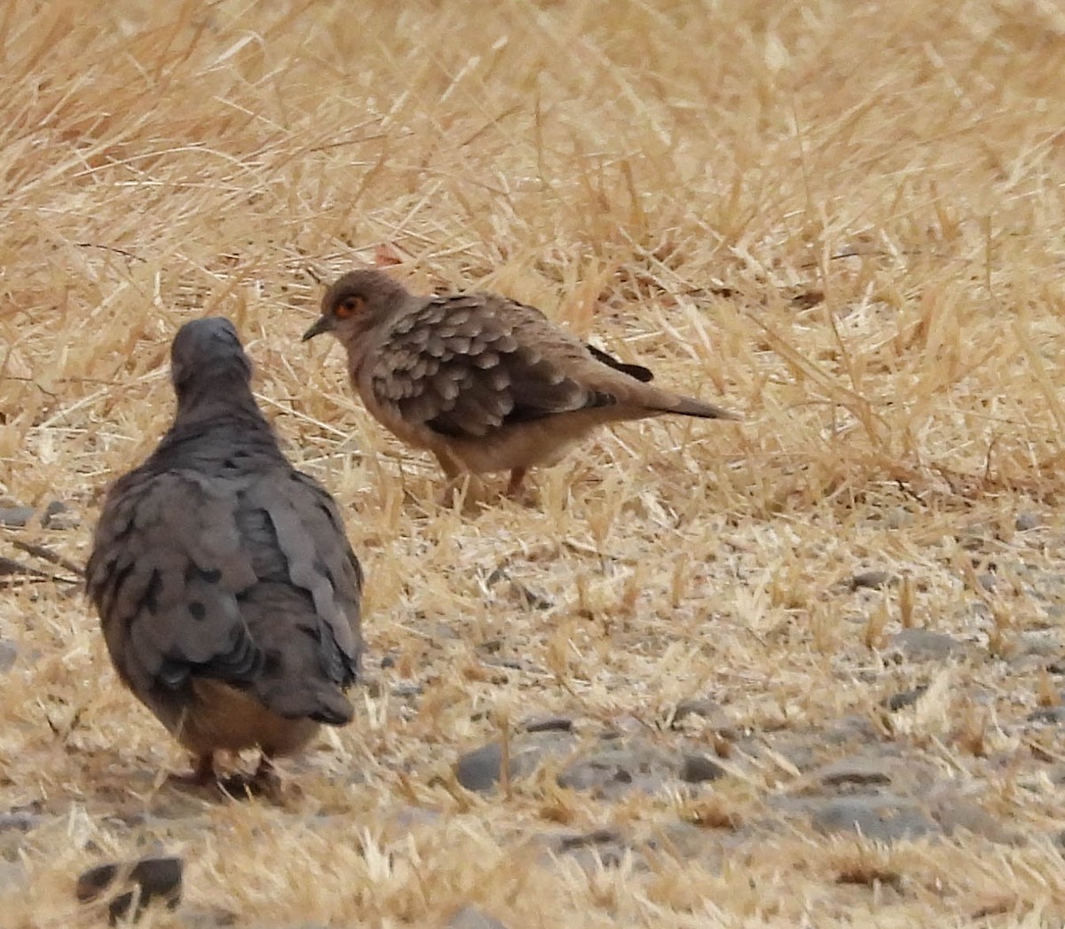 Bare-faced Ground Dove - ML492129721