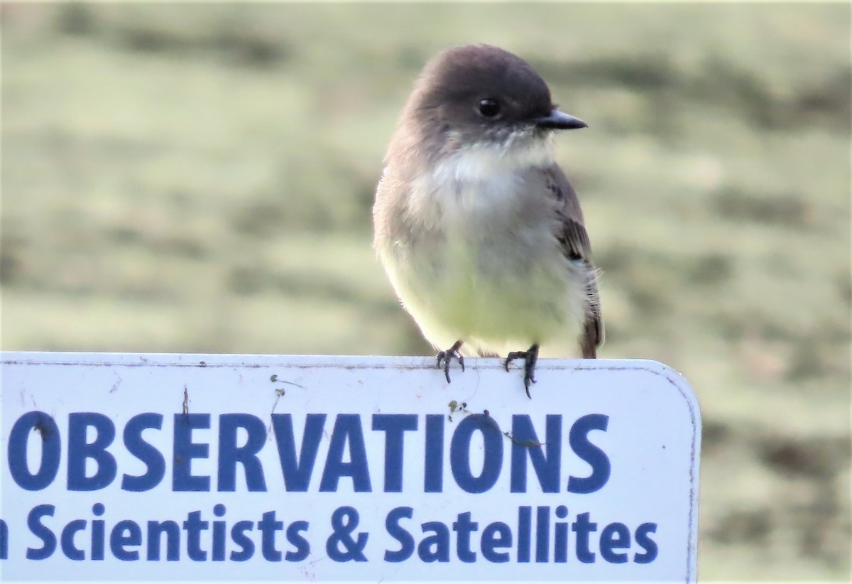 Eastern Phoebe - ML492129821