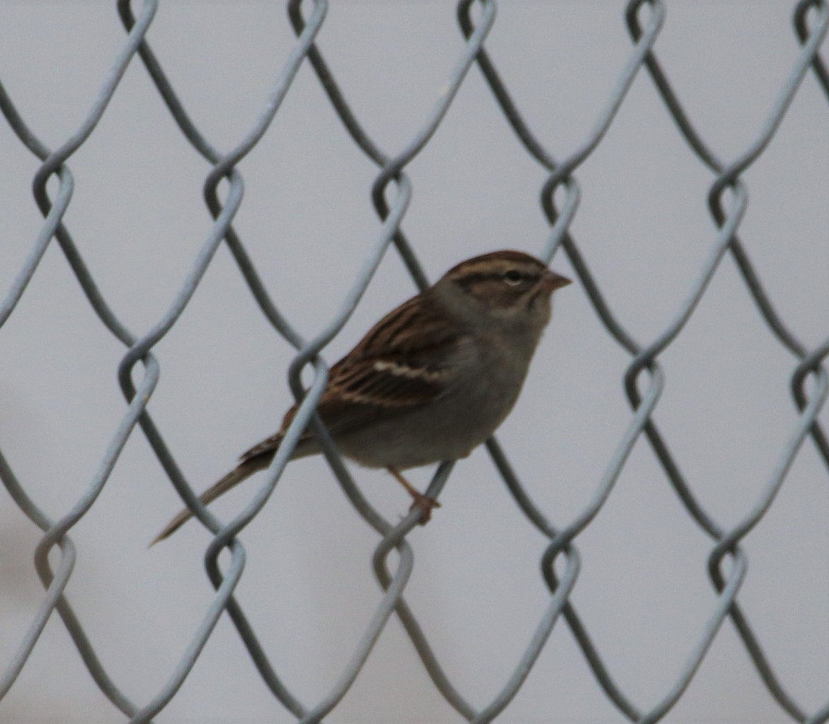 Chipping Sparrow - ML492130741