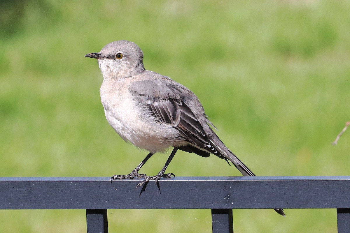 Northern Mockingbird - ML492131101