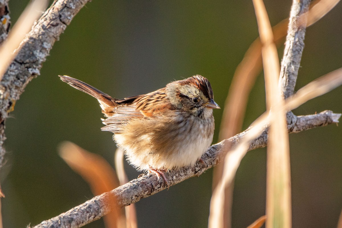 Swamp Sparrow - ML492131201