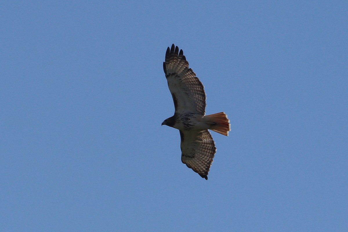 Red-tailed Hawk - David Sullivan