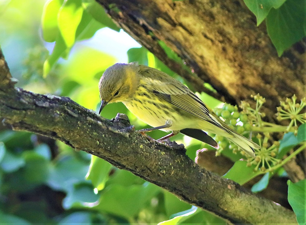 Cape May Warbler - ML492134111