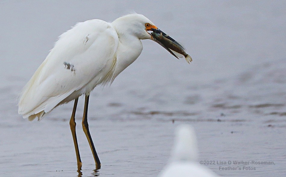 Snowy Egret - ML492134471