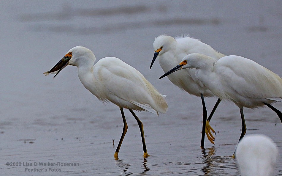 Snowy Egret - ML492134491