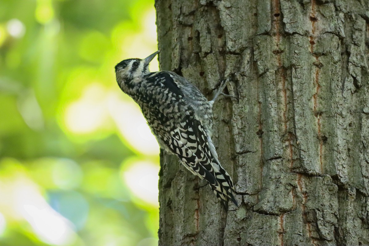 Yellow-bellied Sapsucker - ML492135851