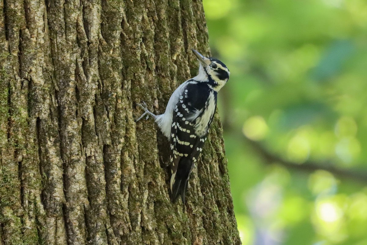 Hairy Woodpecker - ML492135891