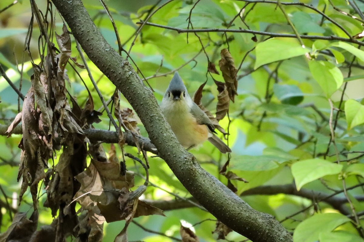 Tufted Titmouse - ML492135941