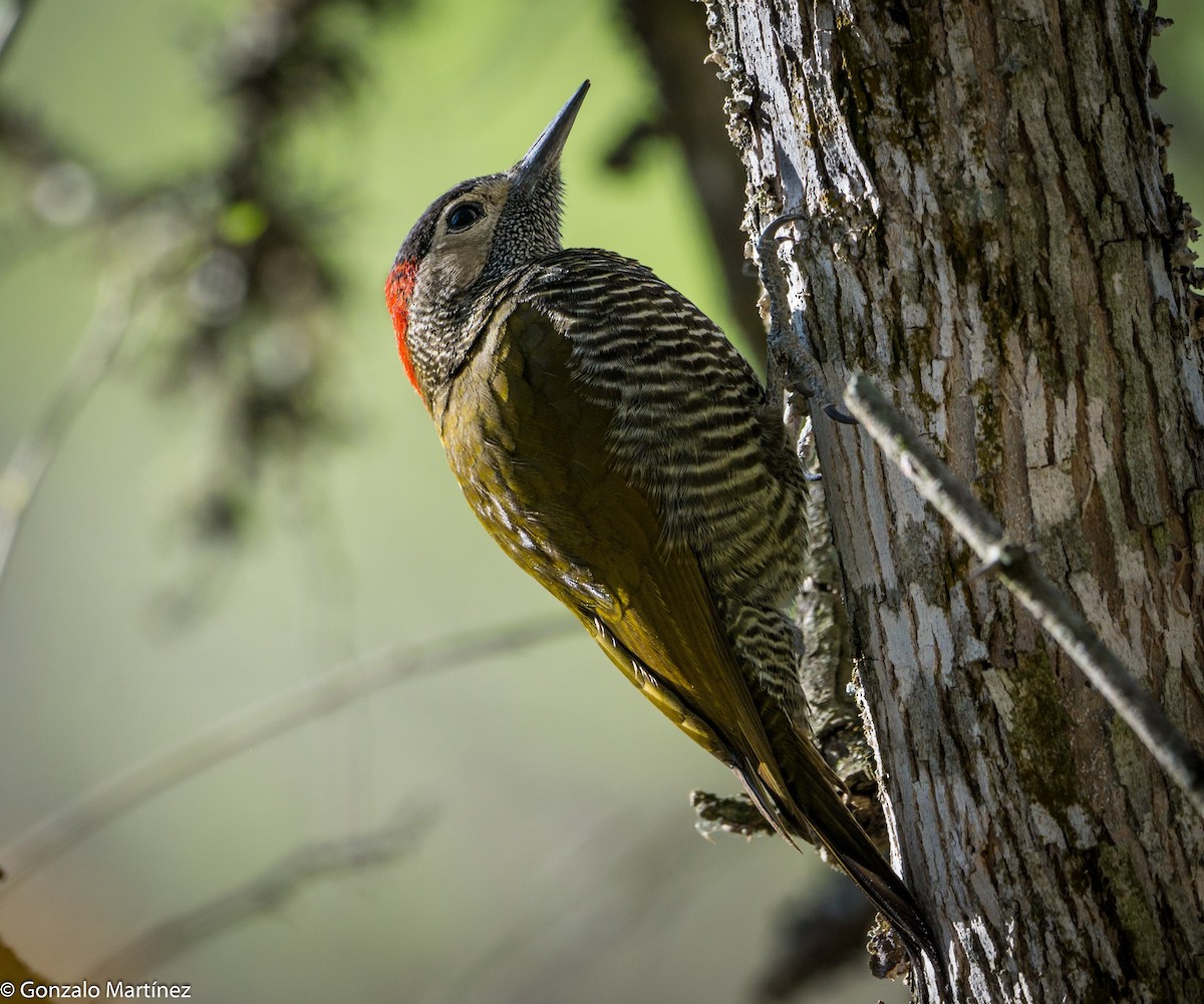 Golden-olive Woodpecker - ML492138331