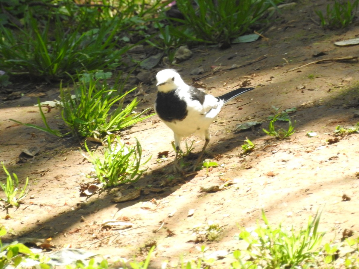 White Wagtail - ML49213891