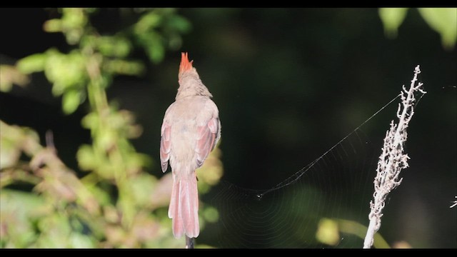 Cardinal rouge - ML492139151