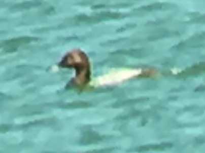 Canvasback - ML49213991