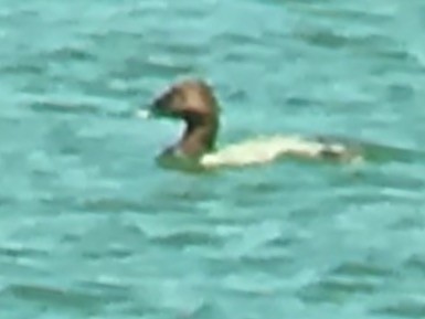 Canvasback - ML49214001