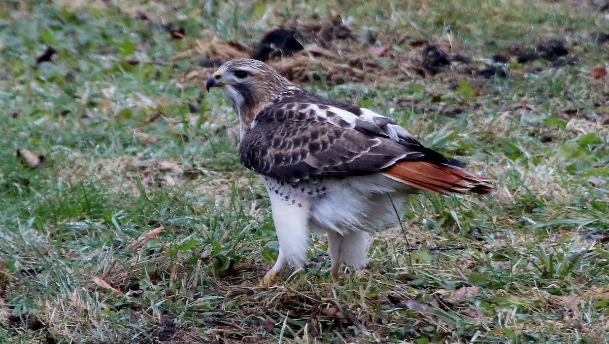 Red-tailed Hawk - ML49214011