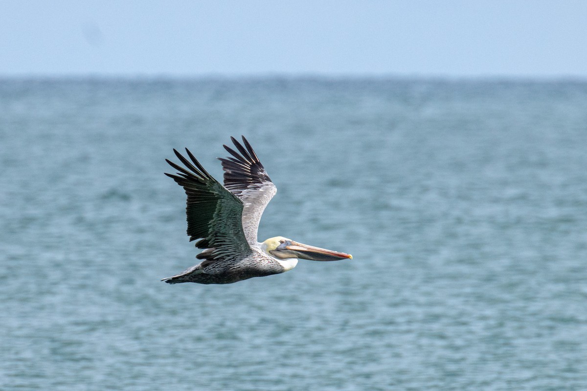 pelikán hnědý - ML492142471