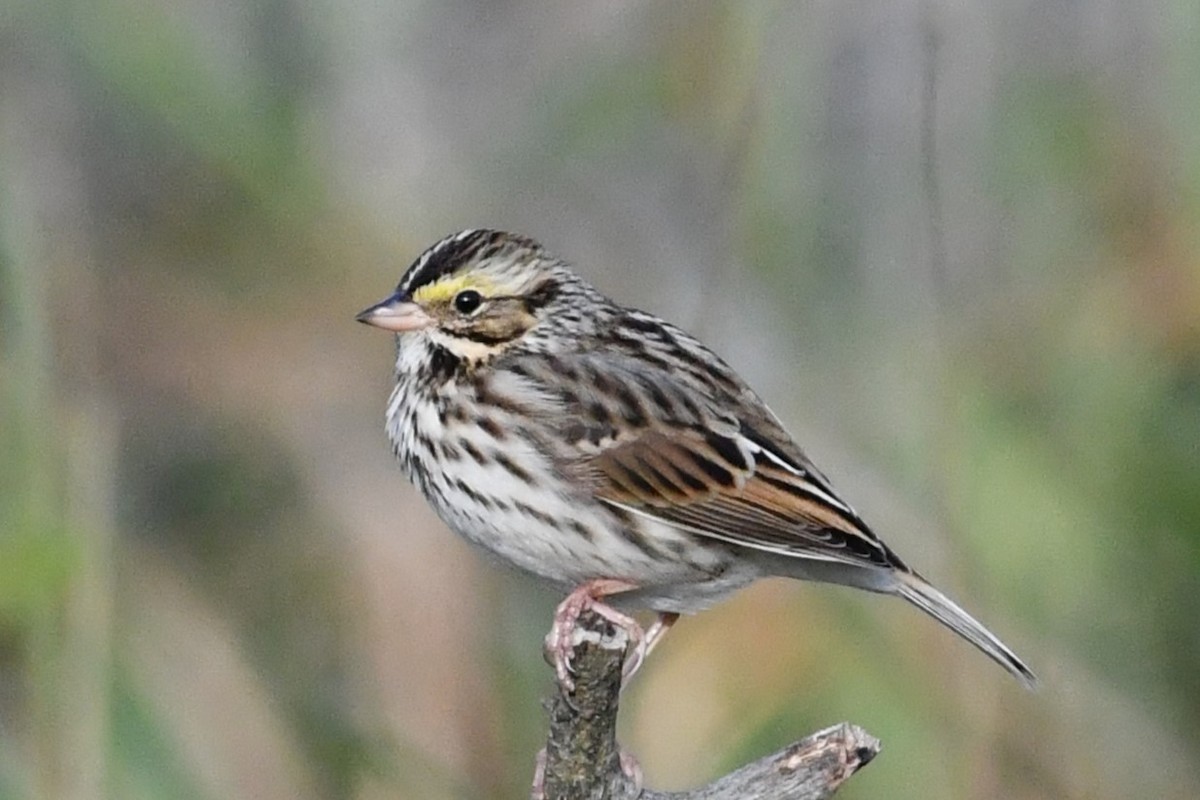 Savannah Sparrow - ML492142561