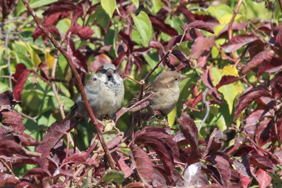 House Sparrow - Margaret Viens