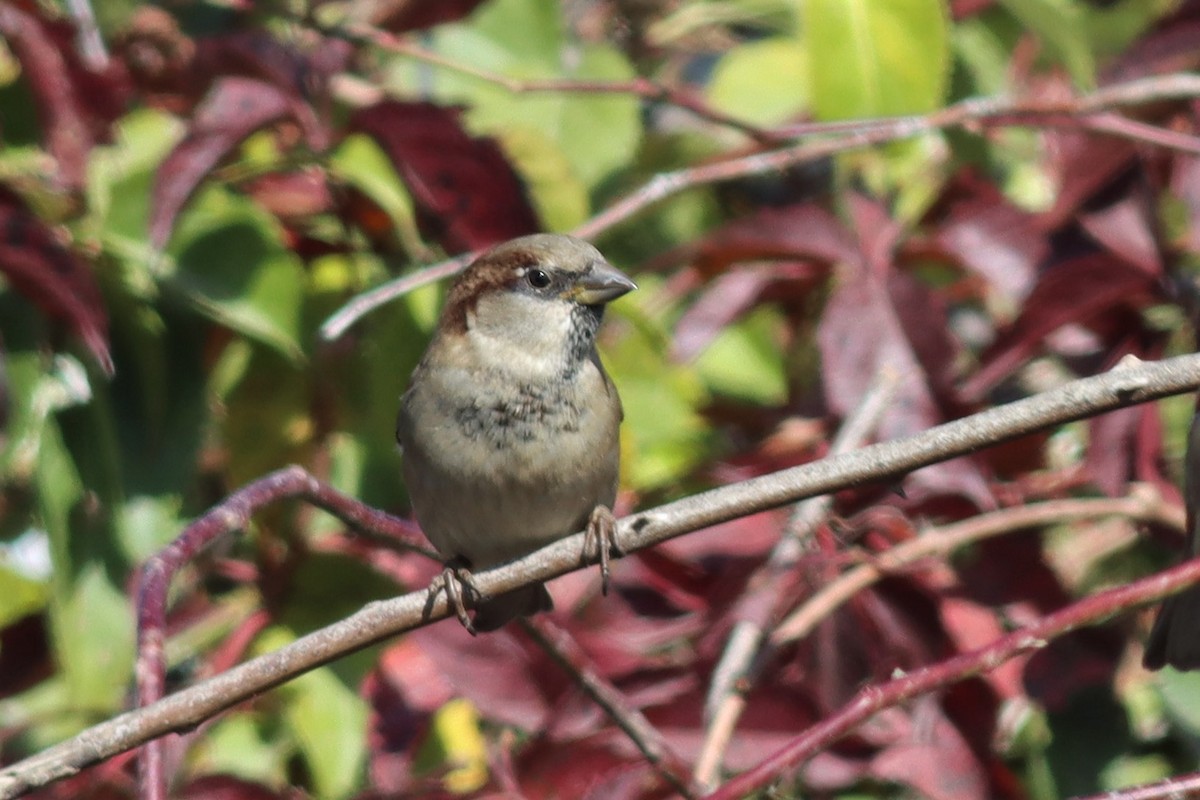 House Sparrow - Margaret Viens