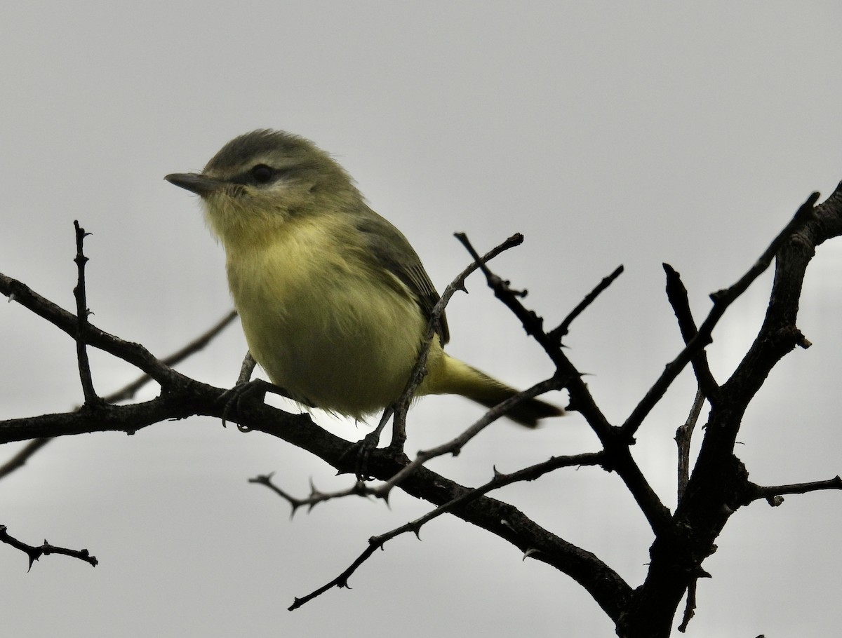 Philadelphia Vireo - ML492143221