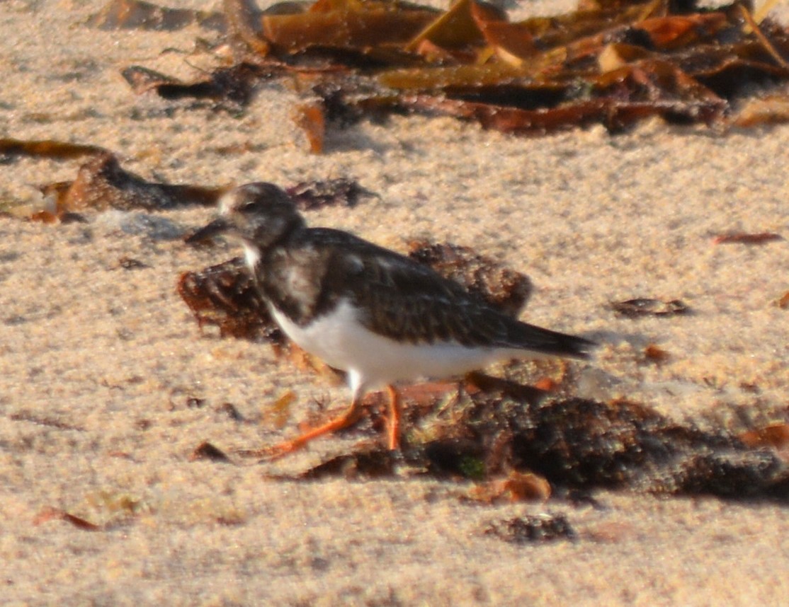 Ruddy Turnstone - ML492143301