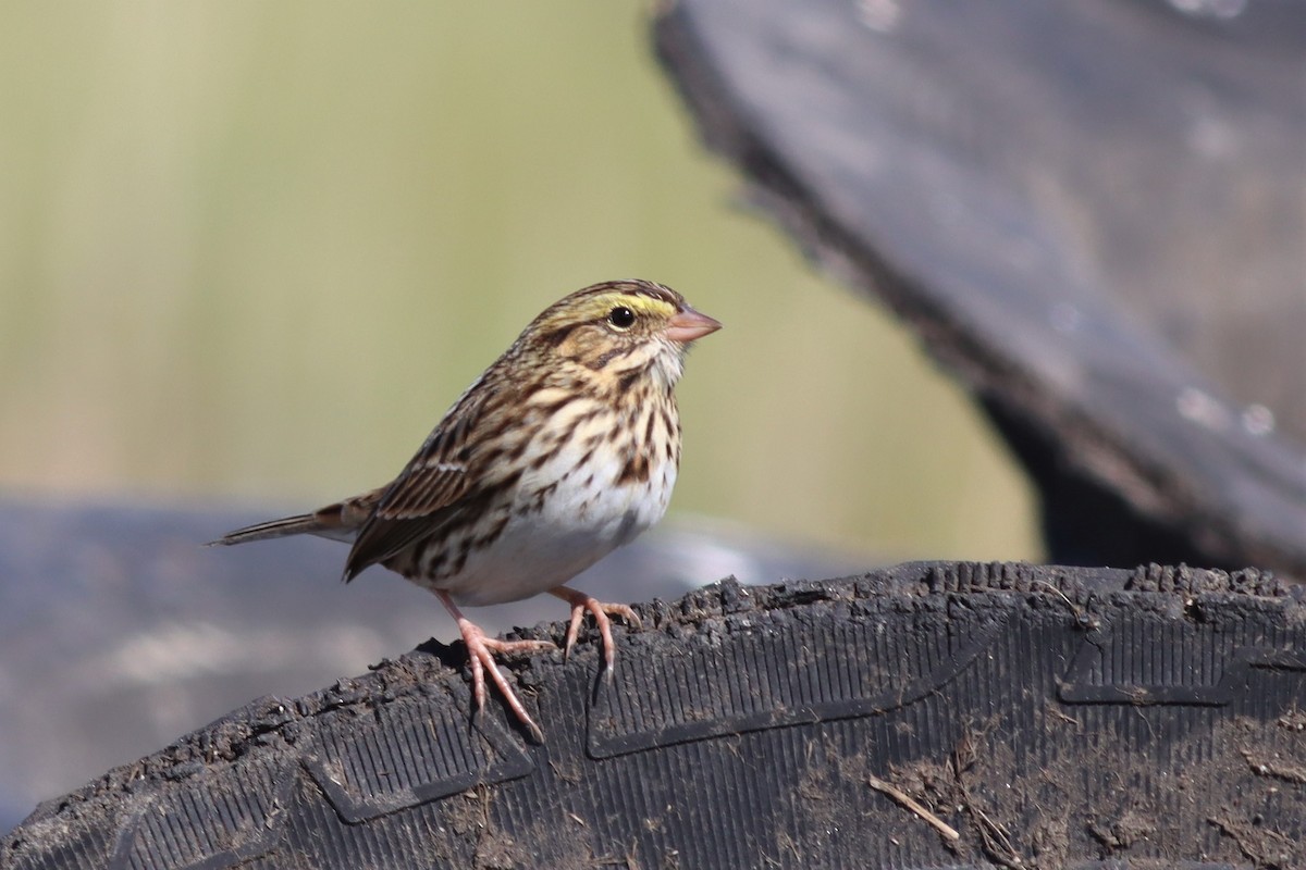 Savannah Sparrow - ML492143331