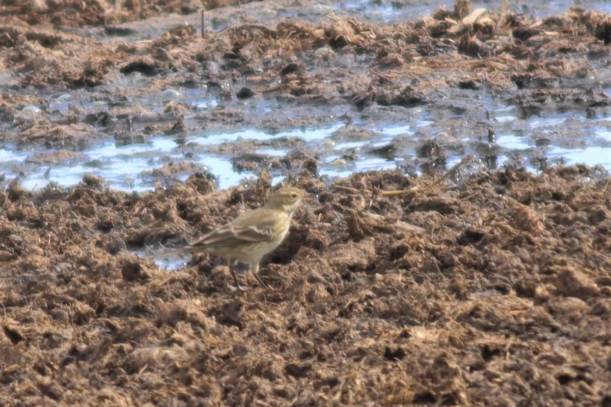 American Pipit - Margaret Viens