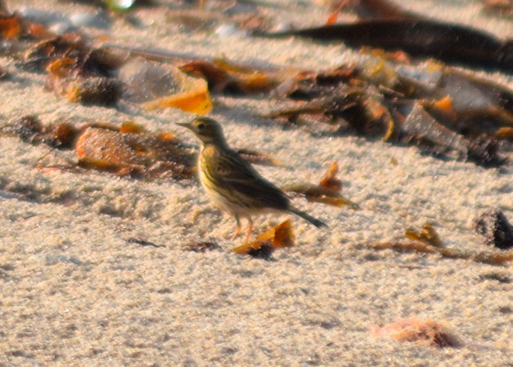 Meadow Pipit - ML492143871