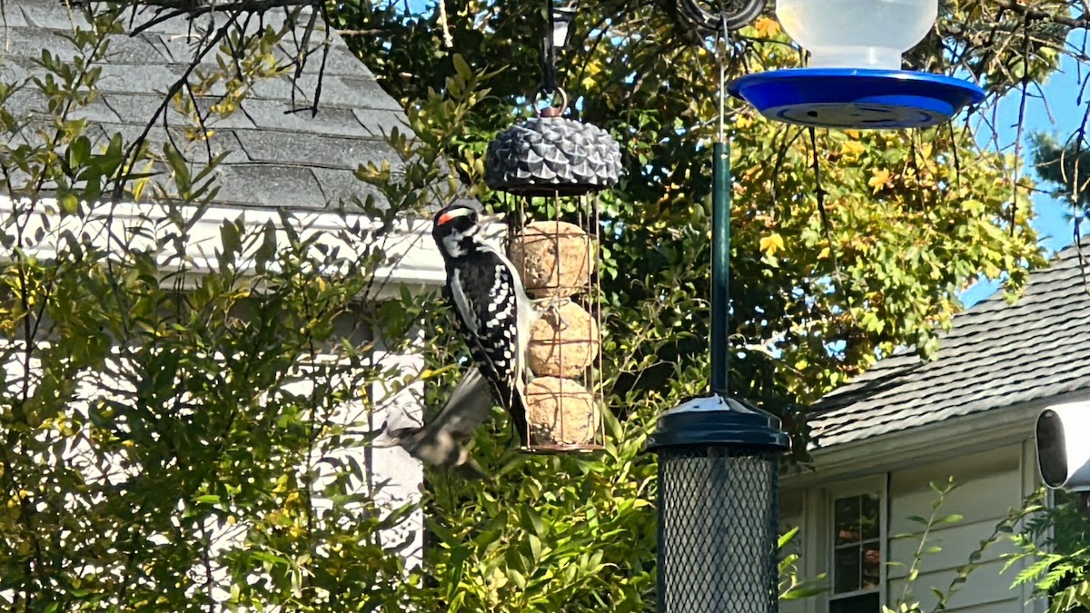 Hairy Woodpecker - Donny Fortunato