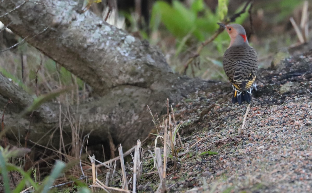 Northern Flicker (Yellow-shafted) - ML492144061