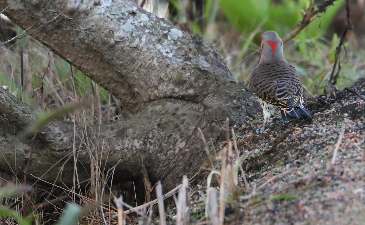 Northern Flicker (Yellow-shafted) - ML492144081