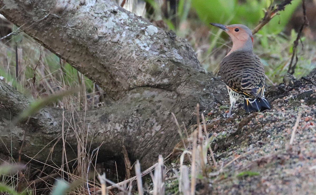 Northern Flicker (Yellow-shafted) - ML492144151