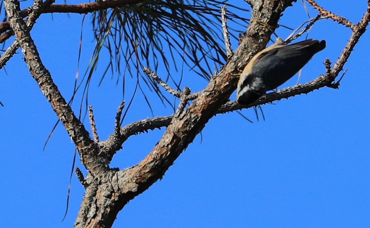 Red-breasted Nuthatch - Rob Bielawski