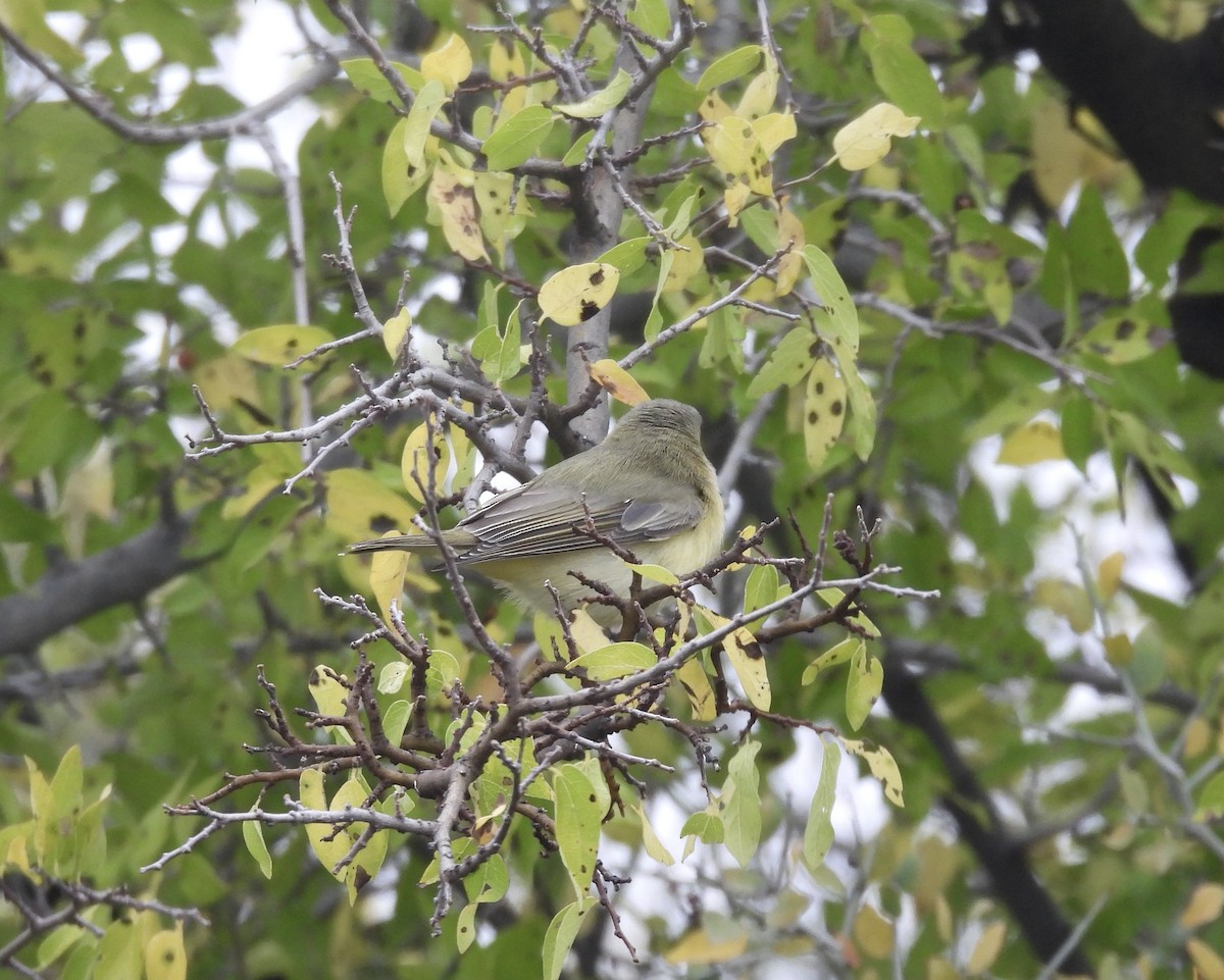 Philadelphia Vireo - ML492145541