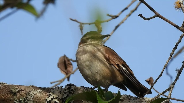 Cream-winged Cinclodes - ML492145661