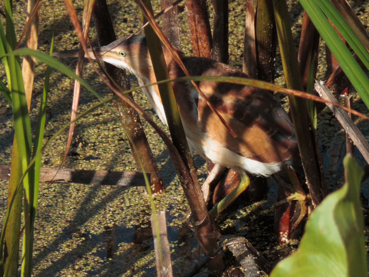 Least Bittern - ML492148671