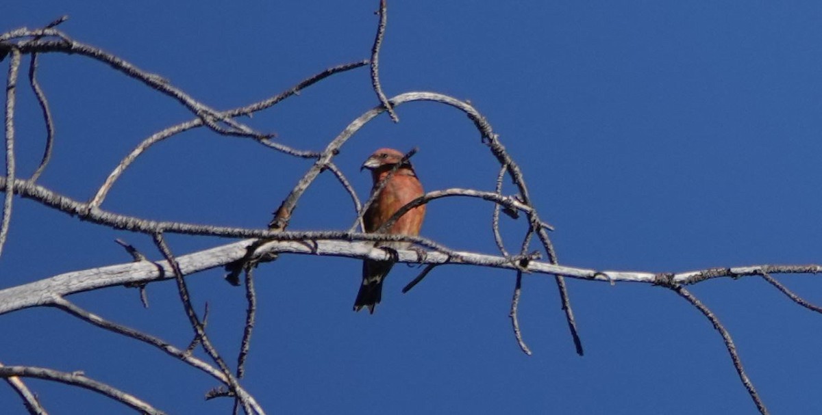 Red Crossbill - ML492149231