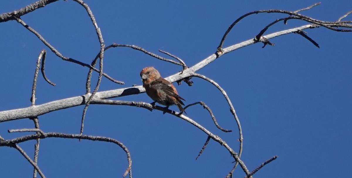 Red Crossbill - ML492149241