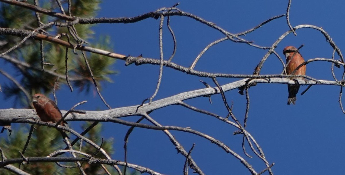 Red Crossbill - ML492149261