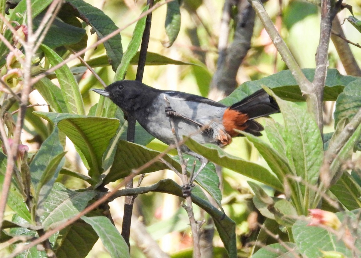 Gray-bellied Flowerpiercer - VICTOR HUGO Achá Garcia