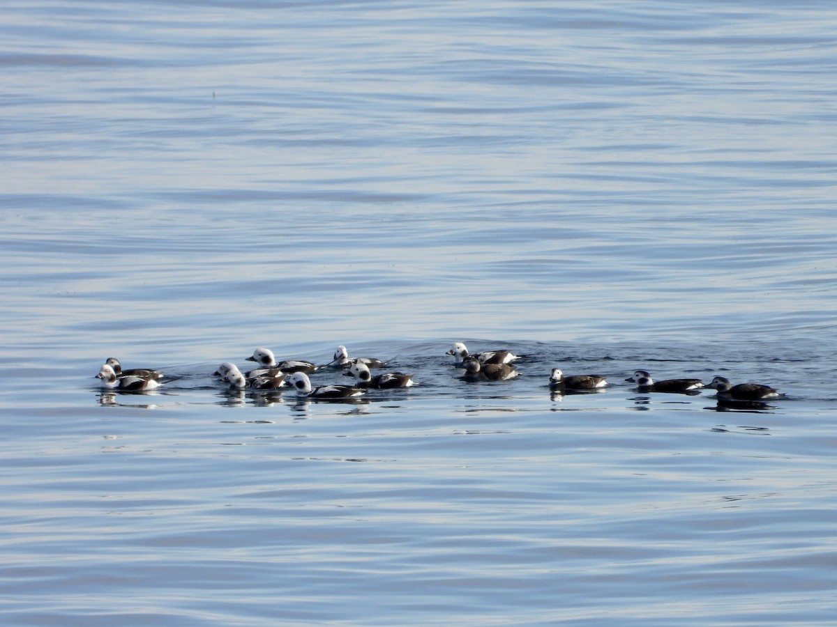 Long-tailed Duck - ML492152621