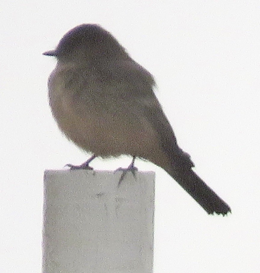 Say's Phoebe - ML492153151